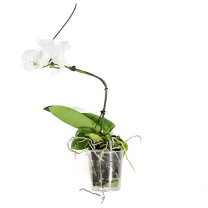 Orchid, 5in, Phalaenopsis Hurricane