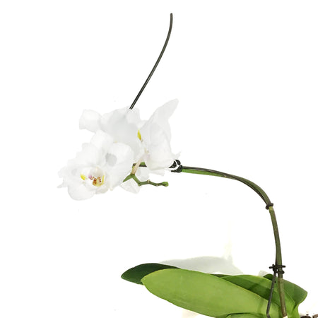 Orchid, 5in, Phalaenopsis Hurricane