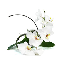 Load image into Gallery viewer, Orchid, 5in, Phalaenopsis Hurricane

