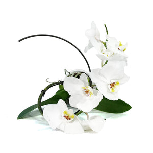 Orchid, 5in, Phalaenopsis Hurricane