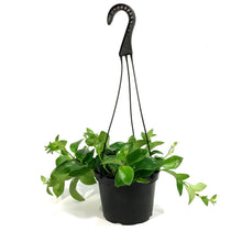 Load image into Gallery viewer, Lipstick Plant, 6in HB, Mona Lisa
