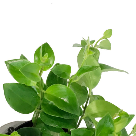 Lipstick Plant, 6in HB, Mona Lisa