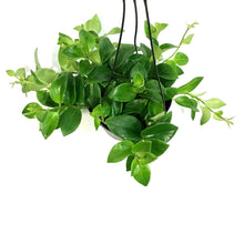 Load image into Gallery viewer, Lipstick Plant, 6in HB, Mona Lisa
