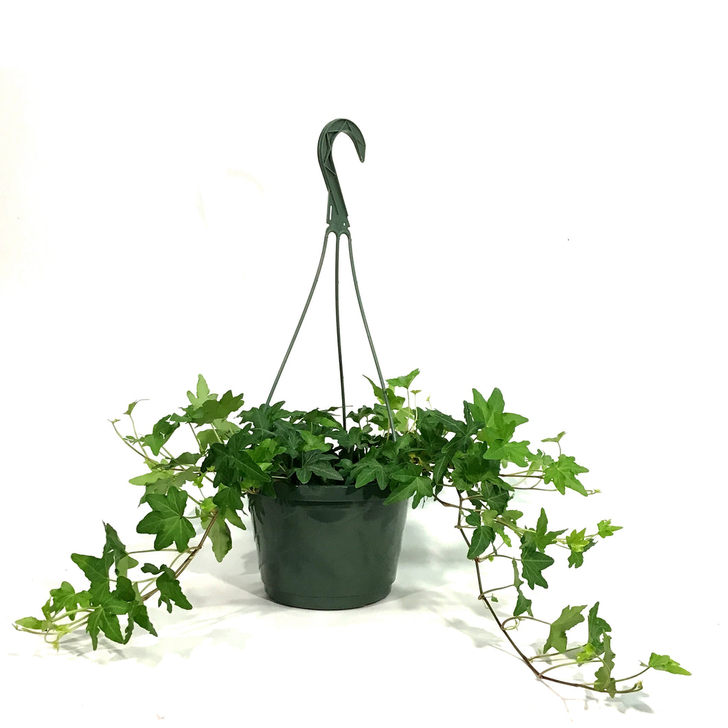 Ivy, 8in Hanging Basket