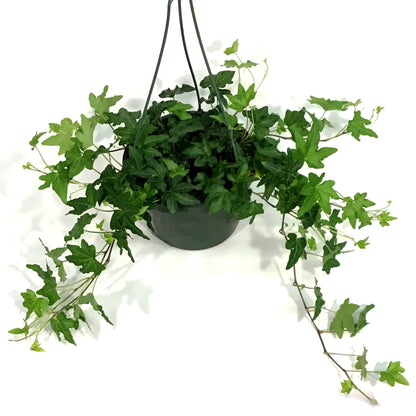 Ivy, 8in Hanging Basket