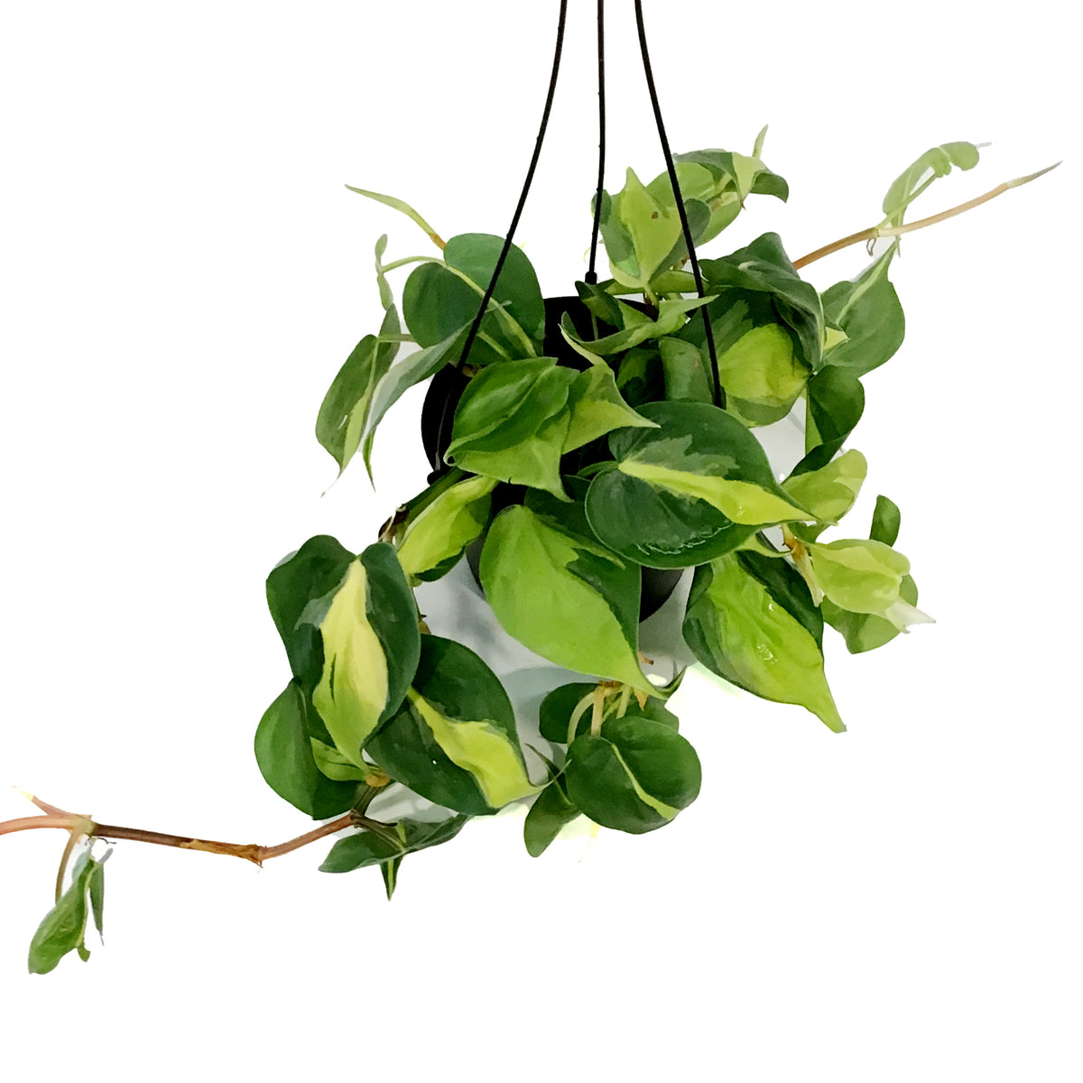 Philodendron, 6in HB, Brasil