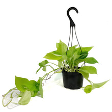 Load image into Gallery viewer, Pothos, 6in HB, Neon
