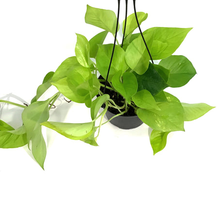 Pothos, 6in HB, Neon