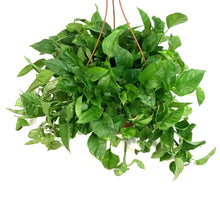 Load image into Gallery viewer, Pothos, 10in HB, Emerald
