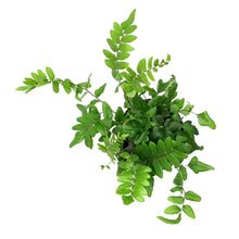 Load image into Gallery viewer, Fern, 4in, Sickle

