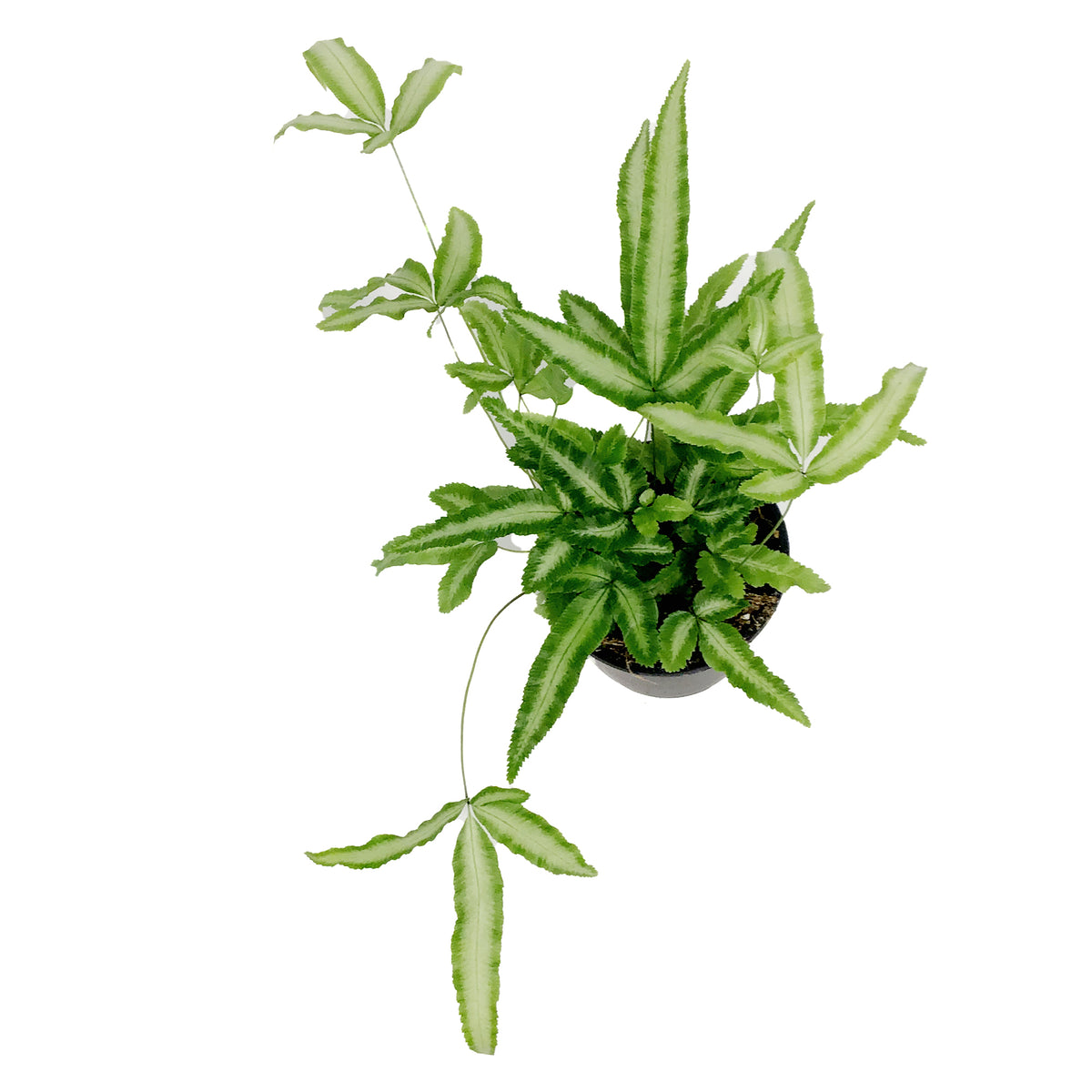 Fern, 4in, Ribbon