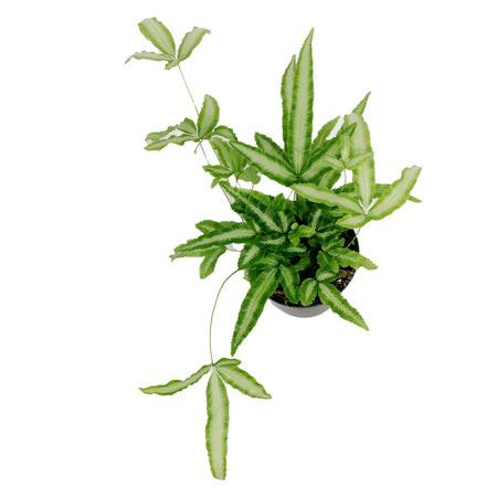 Fern, 4in, Ribbon