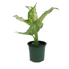 Load image into Gallery viewer, Dieffenbachia, 4in, Amy
