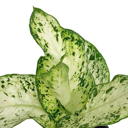 Dieffenbachia, 4in, Amy