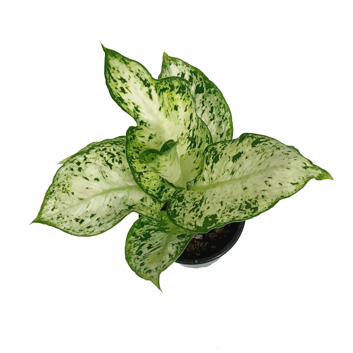 Dieffenbachia, 4in, Amy