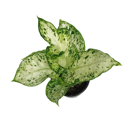 Dieffenbachia, 4in, Amy