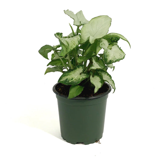 Syngonium, 4in, Holly