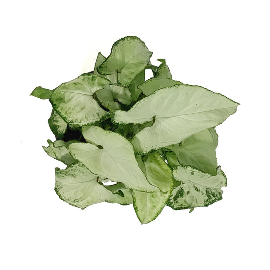 Syngonium, 4in, Holly