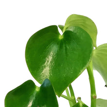 Load image into Gallery viewer, Peperomia, 4in, Raindrop
