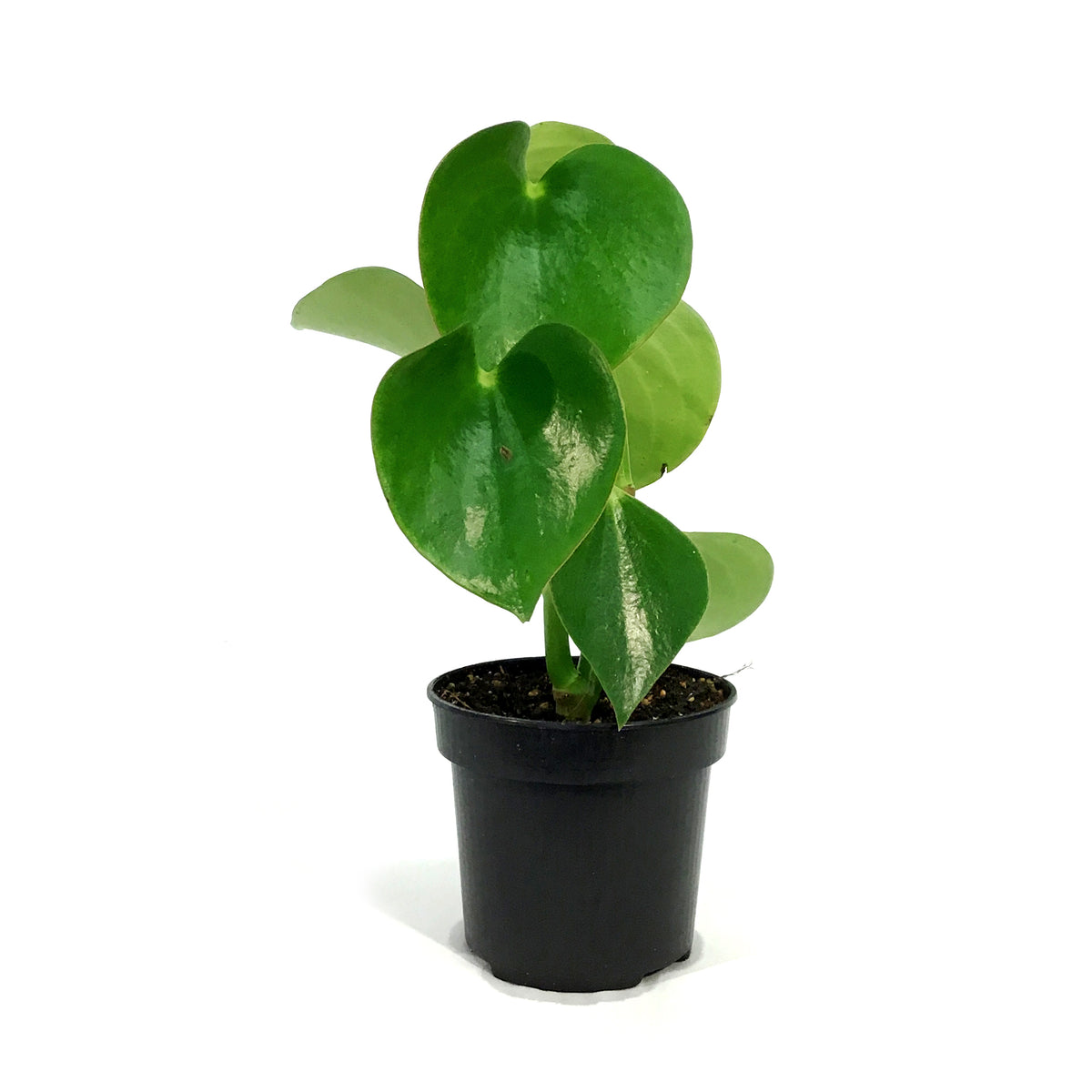 Peperomia, 4in, Raindrop