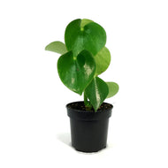 Peperomia, 4in, Raindrop