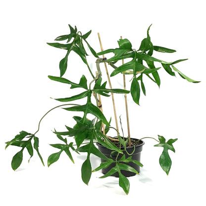 Philodendron, 8in, Glad Hands