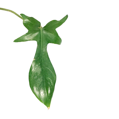 Philodendron, 8in, Glad Hands
