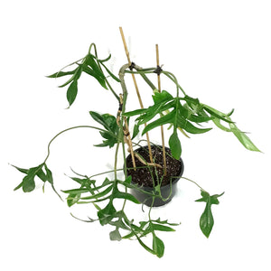 Philodendron, 8in, Glad Hands