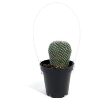 Load image into Gallery viewer, Cactus, 9cm, Mammillaria
