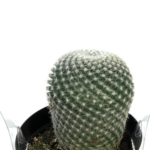 Cactus, 9cm, Mammillaria