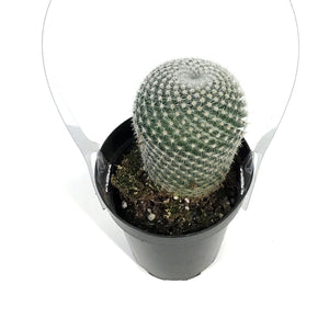 Cactus, 9cm, Mammillaria