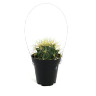 Cactus, 9cm, Ferocactus Glaucescens 'Blue Barrel'
