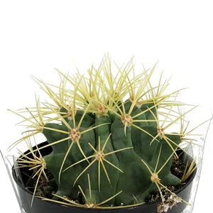 Cactus, 9cm, Ferocactus Glaucescens 'Blue Barrel'