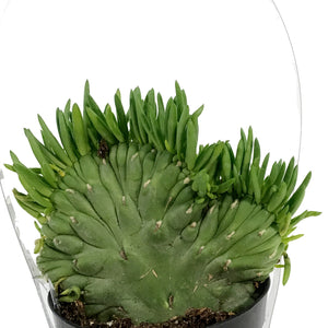Cactus, 9cm, Opuntia Subulata "eve's needle"