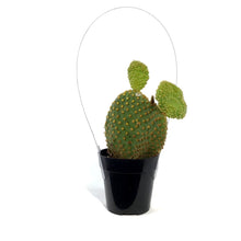 Load image into Gallery viewer, Cactus, 2.5in, Opuntia Microdasys &quot;Monstrose&quot;
