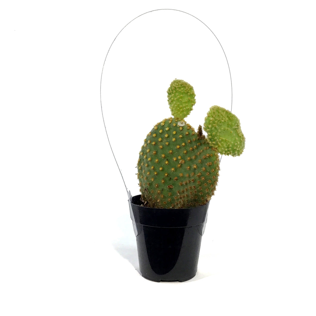Cactus, 2.5in, Opuntia Microdasys 