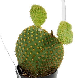 Cactus, 2.5in, Opuntia Microdasys "Monstrose"
