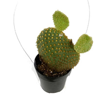 Load image into Gallery viewer, Cactus, 2.5in, Opuntia Microdasys &quot;Monstrose&quot;

