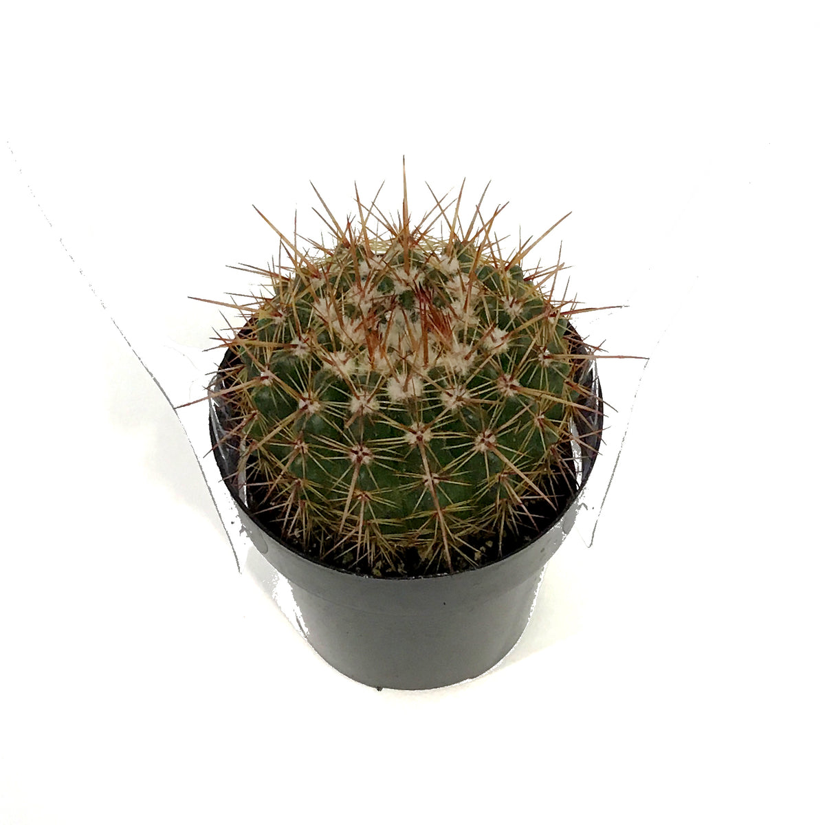 Cactus, 2.5in, NotocactusRoseoluteus