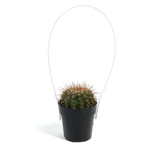 Cactus, 2.5in, NotocactusRoseoluteus