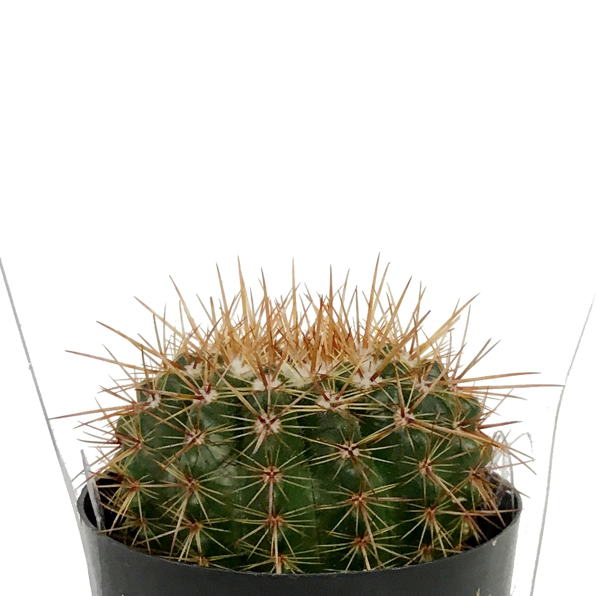 Cactus, 2.5in, NotocactusRoseoluteus