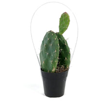 Load image into Gallery viewer, Cactus, 2.5in, Opuntia 'Johnson's Hybrid'

