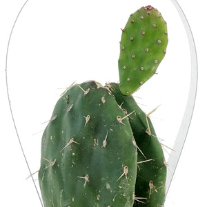 Cactus, 2.5in, Opuntia 'Johnson's Hybrid'