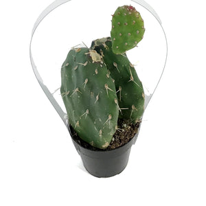 Cactus, 2.5in, Opuntia 'Johnson's Hybrid'