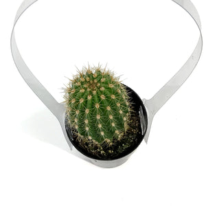 Cactus, 2.5in, Trichocereus