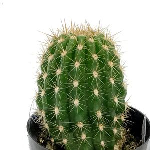 Cactus, 2.5in, Trichocereus