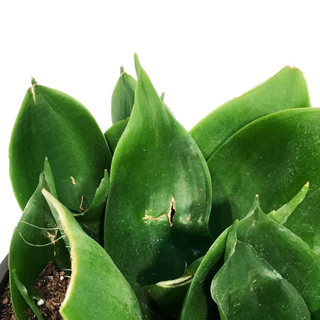 Sansevieria, 6in, Hahnii Black Jade
