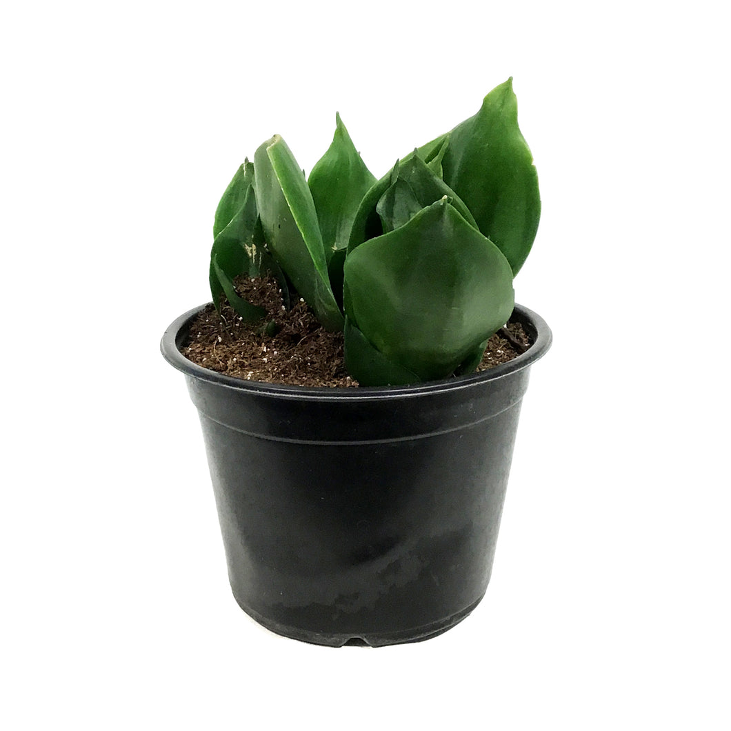 Sansevieria, 6in, Hahnii Black Jade