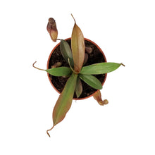 Load image into Gallery viewer, Nepenthes, 3.25in, Rebecca Soper
