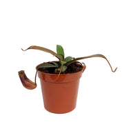 Nepenthes, 3.5in, Rebecca Soper